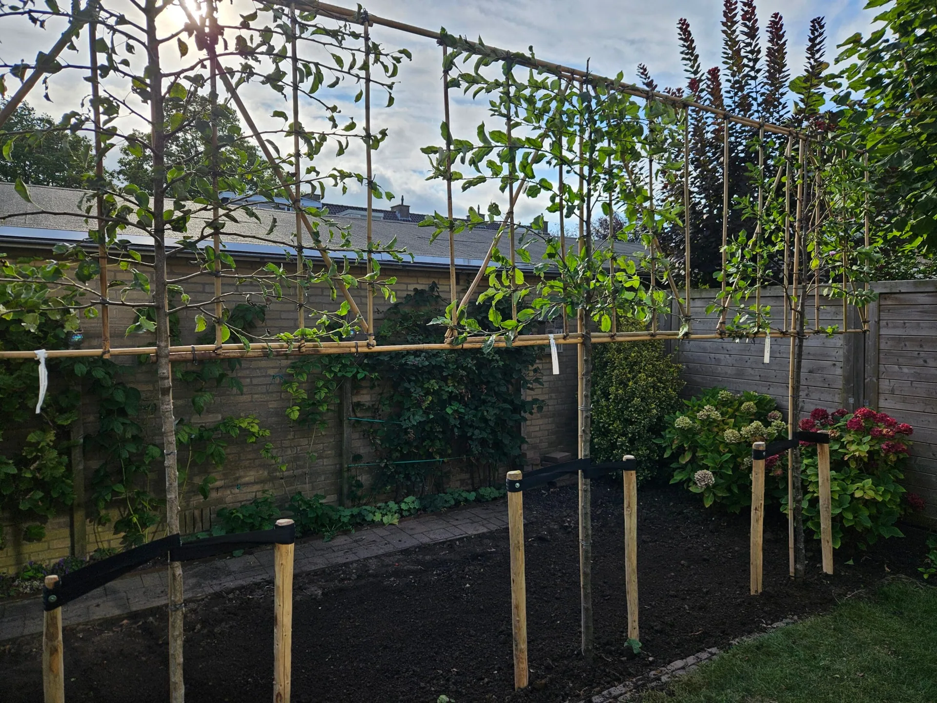 Vol geleide leibomen in verschillende soorten