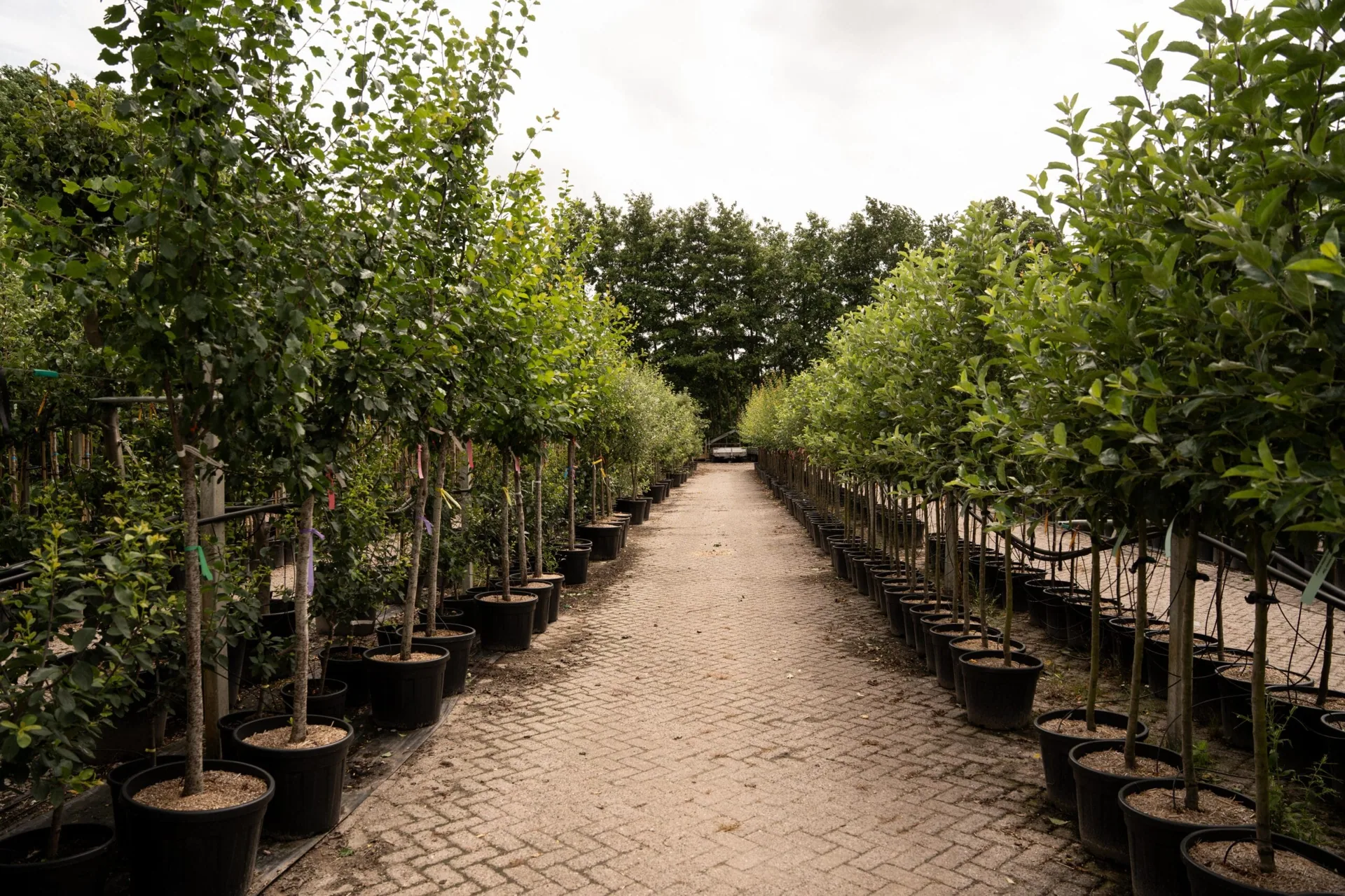 Halfstam fruitboom in pot tegen een muur