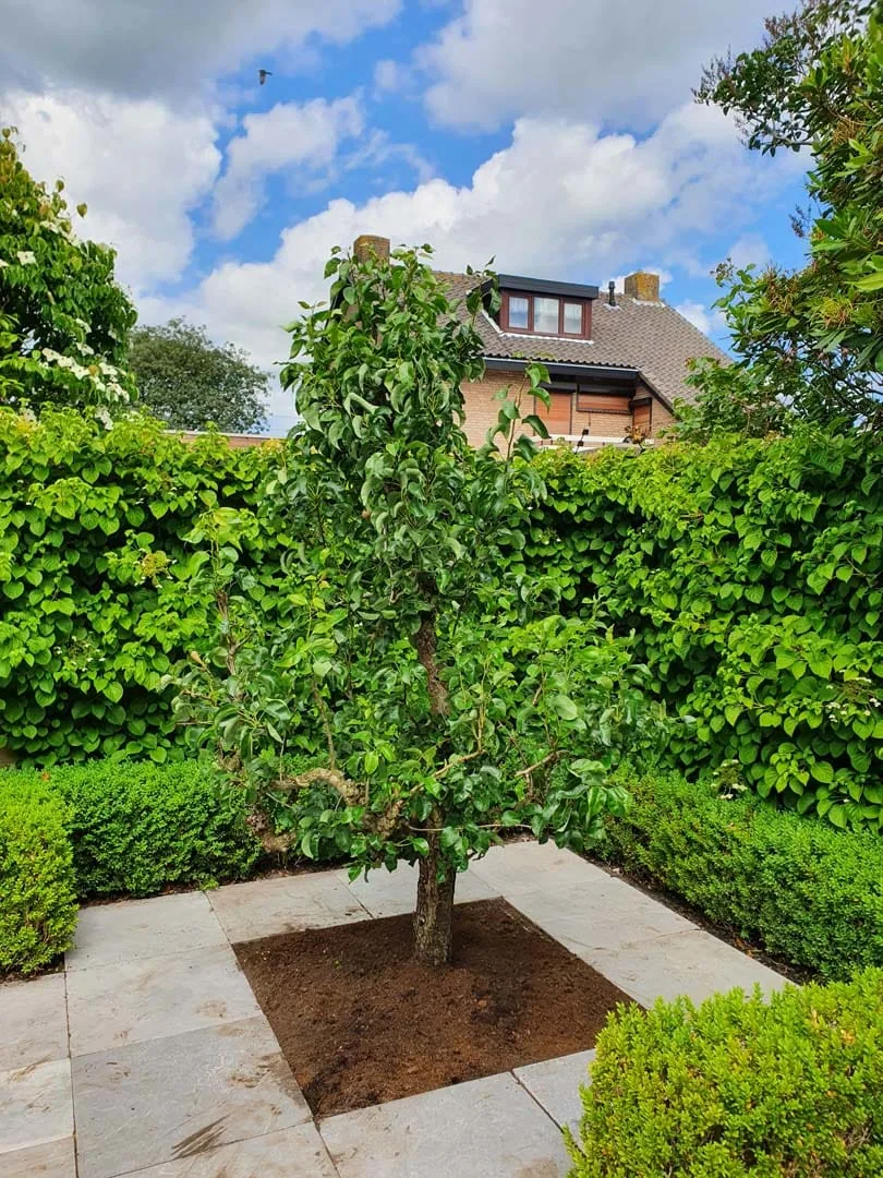 Laagstam fruitboom in de kwekerij